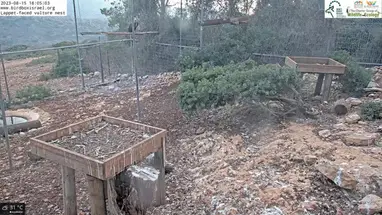 Ninho de abutre-cara-de-lappet, Autoridade de Parques e Natureza de Israel webcam ao vivo